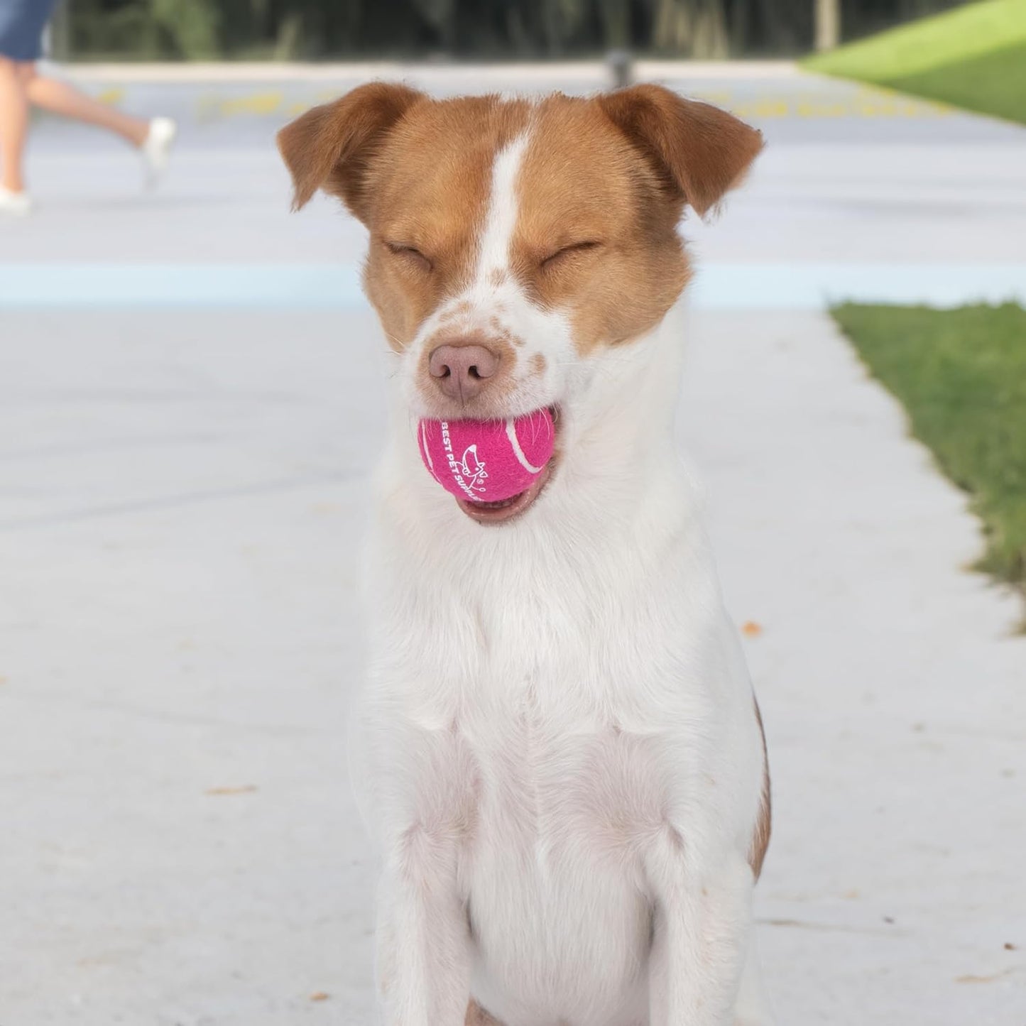 Squeaky Tennis Toys for Dogs, 4-Pack, Heavy-Duty Interactive Pet Toys for Throwing and Fetching, Supports Exercise and Natural Behavior Training, Durable - Small