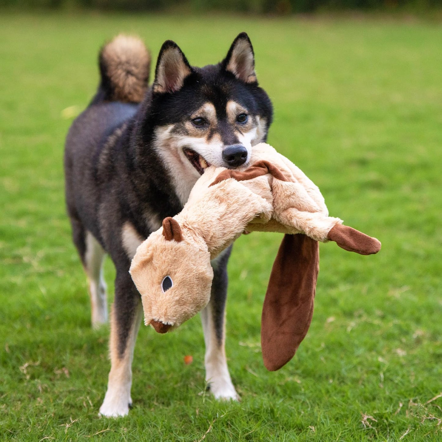 2-In-1 Stuffless Squeaky Dog Toys with Soft, Durable Fabric for Small, Medium, and Large Pets, No Stuffing for Indoor Play, Supports Active Biting and Play - Squirrel, Small