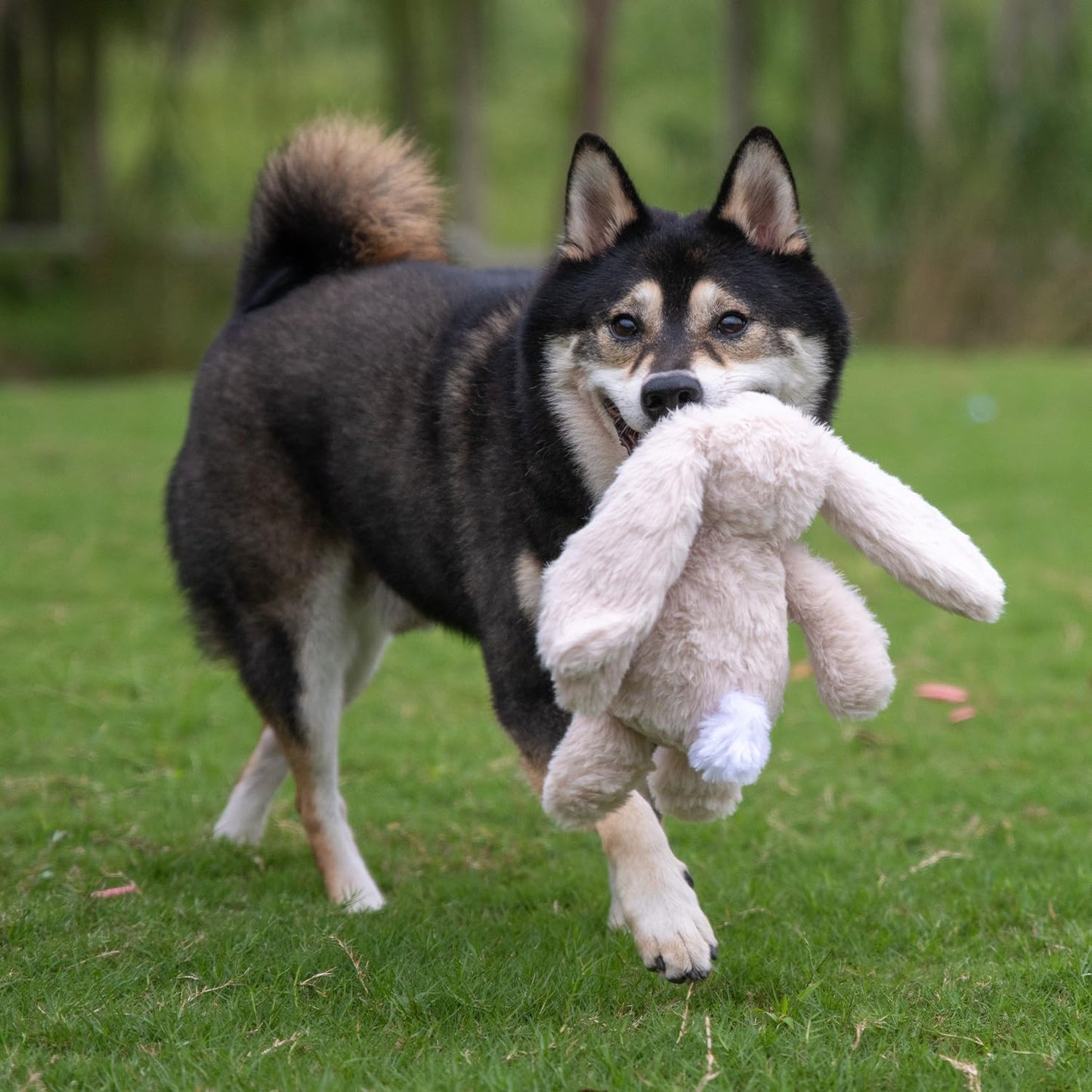 Interactive Bunny Buddy Dog Toy with Crinkle and Squeaky Enrichment for Small and Medium Breed Puppies or Dogs, Cute and Plush - Bunny (Beige), Small